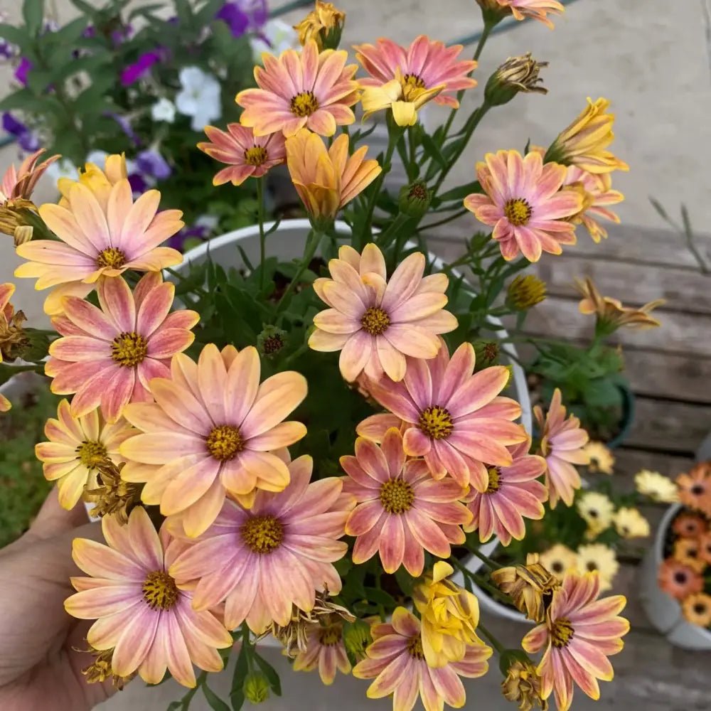 Mixed Color Satin Flower Seeds - Verdseeds